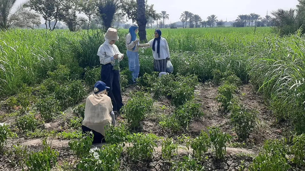 The EcoCyan team inspecting the crop during a field trial
